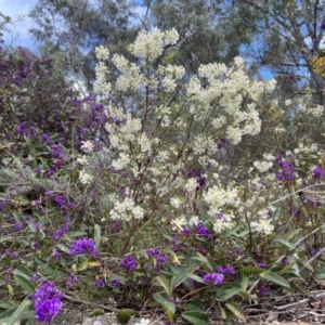 Pimelea linifolia at Acton, ACT - 29 Sep 2022