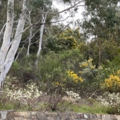 Pimelea linifolia at Acton, ACT - 29 Sep 2022
