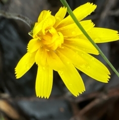 Microseris walteri (Yam Daisy, Murnong) at Suttons Dam - 26 Sep 2022 by KL