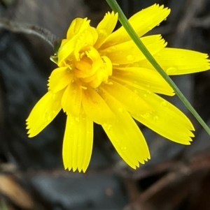 Microseris walteri at Fentons Creek, VIC - suppressed