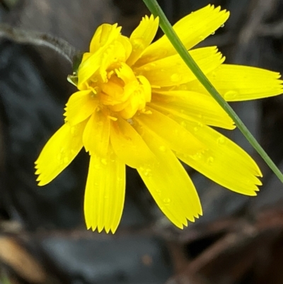 Microseris walteri (Yam Daisy, Murnong) at Suttons Dam - 26 Sep 2022 by KL