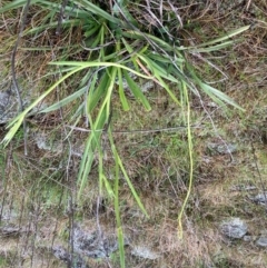 Microseris walteri at Fentons Creek, VIC - suppressed