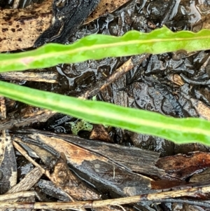 Microseris walteri at Fentons Creek, VIC - suppressed