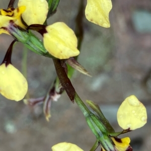 Diuris pardina at Fentons Creek, VIC - suppressed