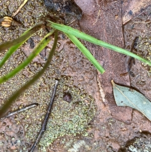 Diuris pardina at Fentons Creek, VIC - suppressed