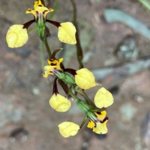 Diuris pardina at Fentons Creek, VIC - suppressed