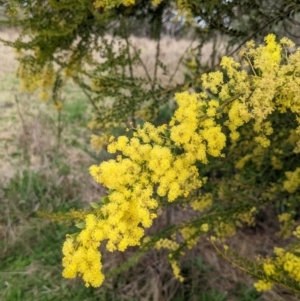 Acacia vestita at Kambah, ACT - suppressed