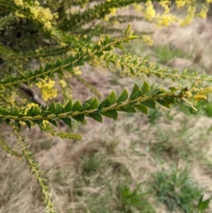 Acacia vestita at Kambah, ACT - suppressed