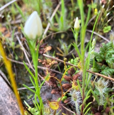 Rhodanthe corymbiflora (Paper Sunray) at Suttons Dam - 29 Oct 2022 by KL