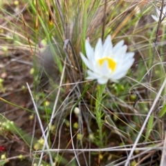 Rhodanthe corymbiflora at Fentons Creek, VIC - 29 Oct 2022