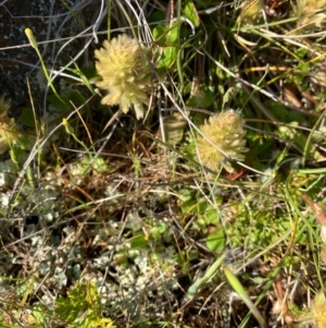 Ptilotus spathulatus at Fentons Creek, VIC - suppressed