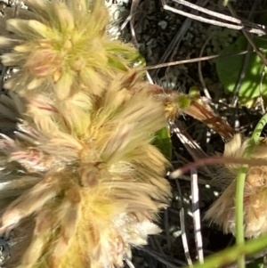 Ptilotus spathulatus at Fentons Creek, VIC - suppressed