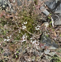 Leucopogon attenuatus (Small leaved beard heath) at Booth, ACT - 30 Sep 2022 by SimoneC