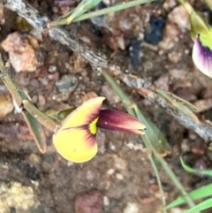 Templetonia stenophylla at Suttons Dam - 27 Sep 2022 by KL