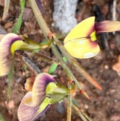 Templetonia stenophylla at Fentons Creek, VIC - 27 Sep 2022