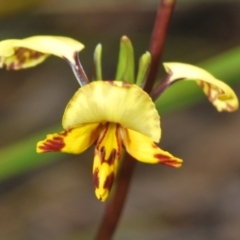 Diuris nigromontana (Black Mountain Leopard Orchid) at Dryandra St Woodland - 30 Sep 2022 by Harrisi
