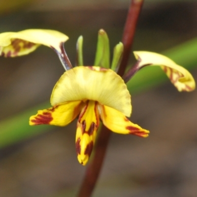 Diuris nigromontana (Black Mountain Leopard Orchid) at O'Connor, ACT - 30 Sep 2022 by Harrisi