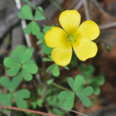 Oxalis (genus) (Wood Sorrel) at O'Connor, ACT - 30 Sep 2022 by Harrisi