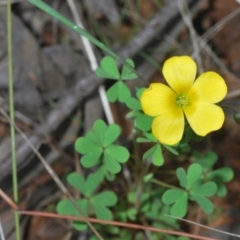 Oxalis sp. at O'Connor, ACT - 30 Sep 2022