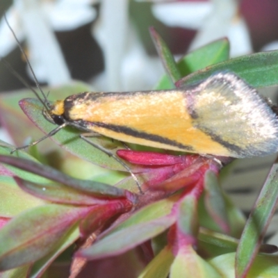 Philobota undescribed species near arabella (A concealer moth) at Dryandra St Woodland - 30 Sep 2022 by Harrisi