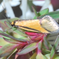 Philobota undescribed species near arabella (A concealer moth) at Dryandra St Woodland - 30 Sep 2022 by Harrisi
