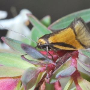 Philobota undescribed species near arabella at O'Connor, ACT - 30 Sep 2022