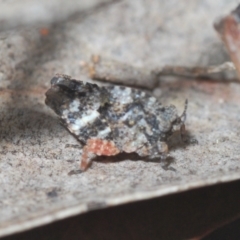 Tetrigidae (family) (Pygmy grasshopper) at Black Mountain - 30 Sep 2022 by Harrisi