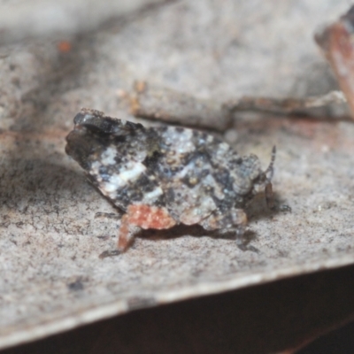 Tetrigidae (family) (Pygmy grasshopper) at Black Mountain - 30 Sep 2022 by Harrisi