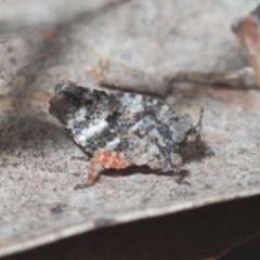 Tetrigidae (family) (Pygmy grasshopper) at Bruce, ACT - 30 Sep 2022 by Harrisi