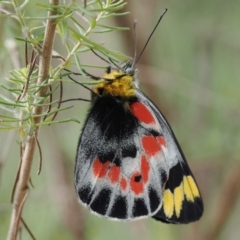 Delias harpalyce (Imperial Jezebel) at Paddys River, ACT - 28 Sep 2022 by RAllen