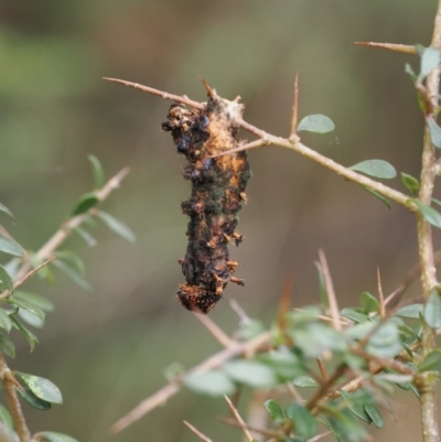 Opodiphthera eucalypti (Emperor Gum Moth) at Paddys River, ACT - 29 Sep 2022 by RAllen