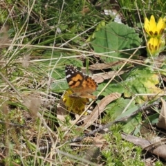 Vanessa kershawi (Australian Painted Lady) at Tidbinbilla Nature Reserve - 29 Sep 2022 by RAllen