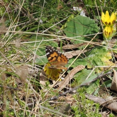 Vanessa kershawi (Australian Painted Lady) at Paddys River, ACT - 29 Sep 2022 by RAllen