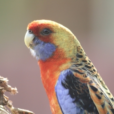 Platycercus elegans flaveolus (Yellow Rosella) at Clyde Cameron Reserve - 1 Oct 2022 by KylieWaldon