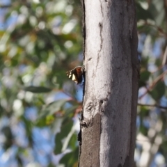 Vanessa itea (Yellow Admiral) at Paddys River, ACT - 29 Sep 2022 by RAllen