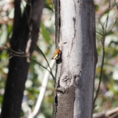 Vanessa itea at Paddys River, ACT - 29 Sep 2022