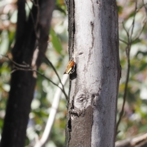 Vanessa itea at Paddys River, ACT - 29 Sep 2022