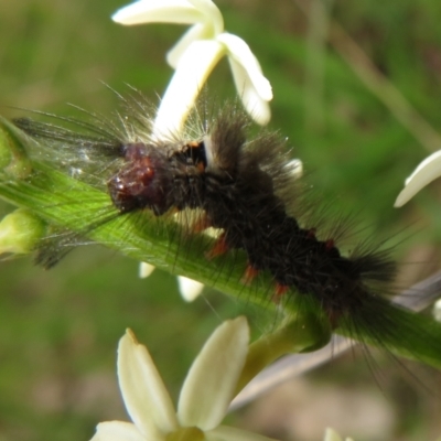 Unidentified Noctuoid moth (except Arctiinae) at Hall, ACT - 30 Sep 2022 by Christine