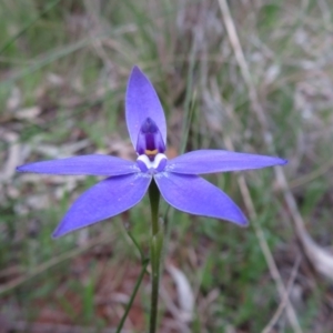 Glossodia major at Hall, ACT - suppressed