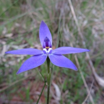 Glossodia major (Wax Lip Orchid) at Hall, ACT - 30 Sep 2022 by Christine