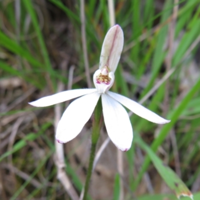 Caladenia carnea (Pink Fingers) at Hall, ACT - 30 Sep 2022 by Christine