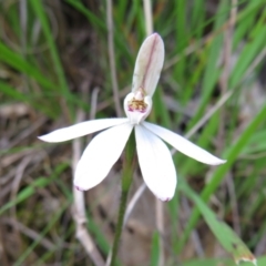 Caladenia carnea (Pink fingers) at Hall, ACT - 30 Sep 2022 by Christine