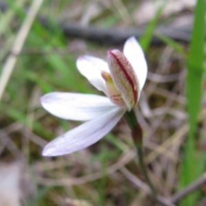 Caladenia carnea at Hall, ACT - 30 Sep 2022