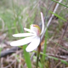 Caladenia carnea at Hall, ACT - 30 Sep 2022