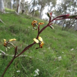 Diuris pardina at Hall, ACT - suppressed