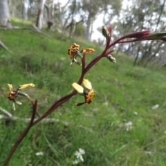 Diuris pardina (Leopard Doubletail) at Hall, ACT - 30 Sep 2022 by Christine