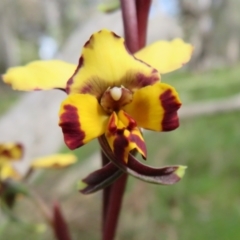 Diuris pardina at Hall, ACT - suppressed