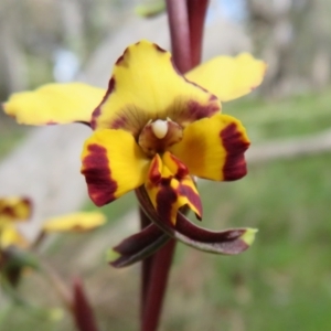 Diuris pardina at Hall, ACT - suppressed