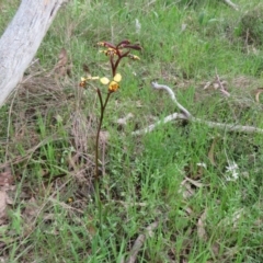 Diuris pardina at Hall, ACT - suppressed