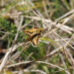 Taractrocera papyria (White-banded Grass-dart) at Tidbinbilla Nature Reserve - 29 Sep 2022 by RAllen